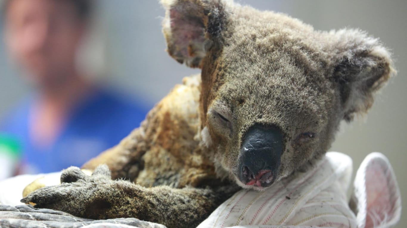 Verletzter Koala: Die Beuteltiere werden von den verheerenden Buschbränden bedroht, die derzeit in Australien wüten.