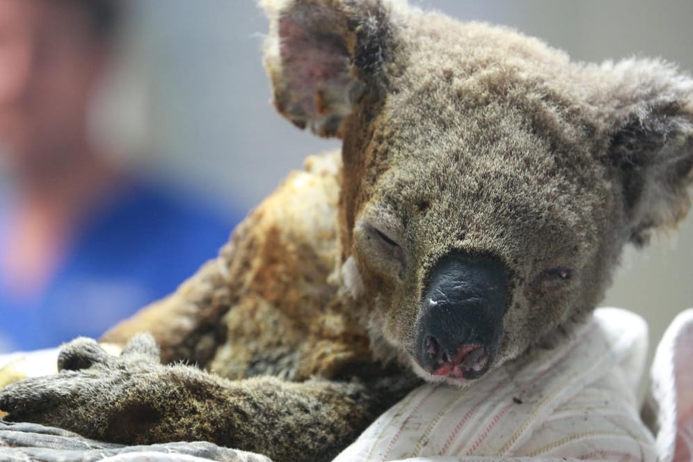 Verletzter Koala: Die Beuteltiere werden von den verheerenden Buschbränden bedroht, die derzeit in Australien wüten.