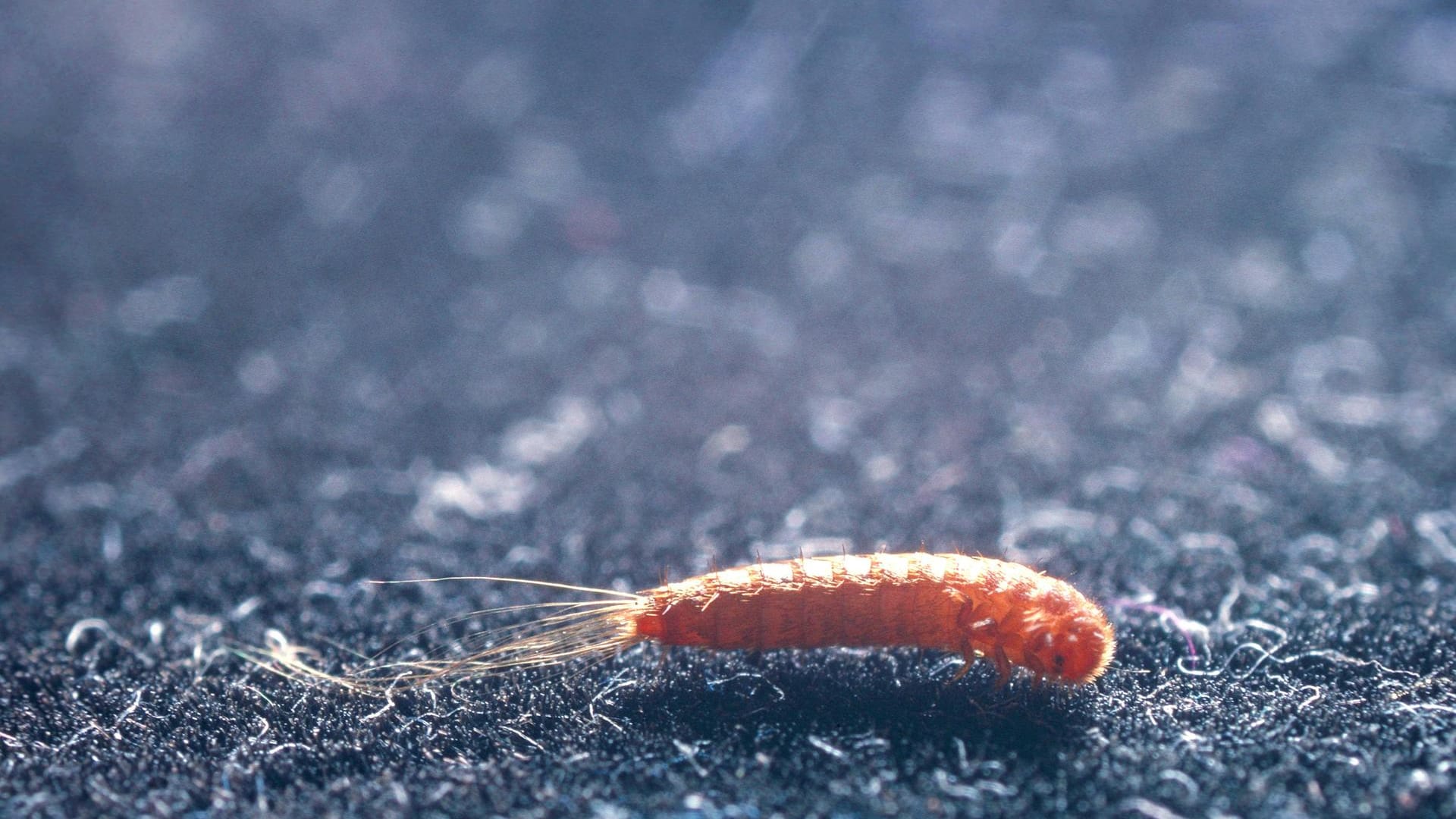 Pelzkäfer-Larve: Die etwa sieben Millimeter langen Tierchen fressen bevorzugt Felle, Pelz oder Haare.