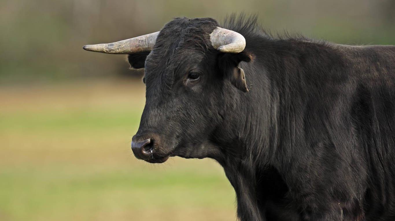 Ein Stier: Das gesuchte Tier wurde schließlich von dem Sohn des Landwirts gefunden und nach Hause gebracht. (Symbolbild)