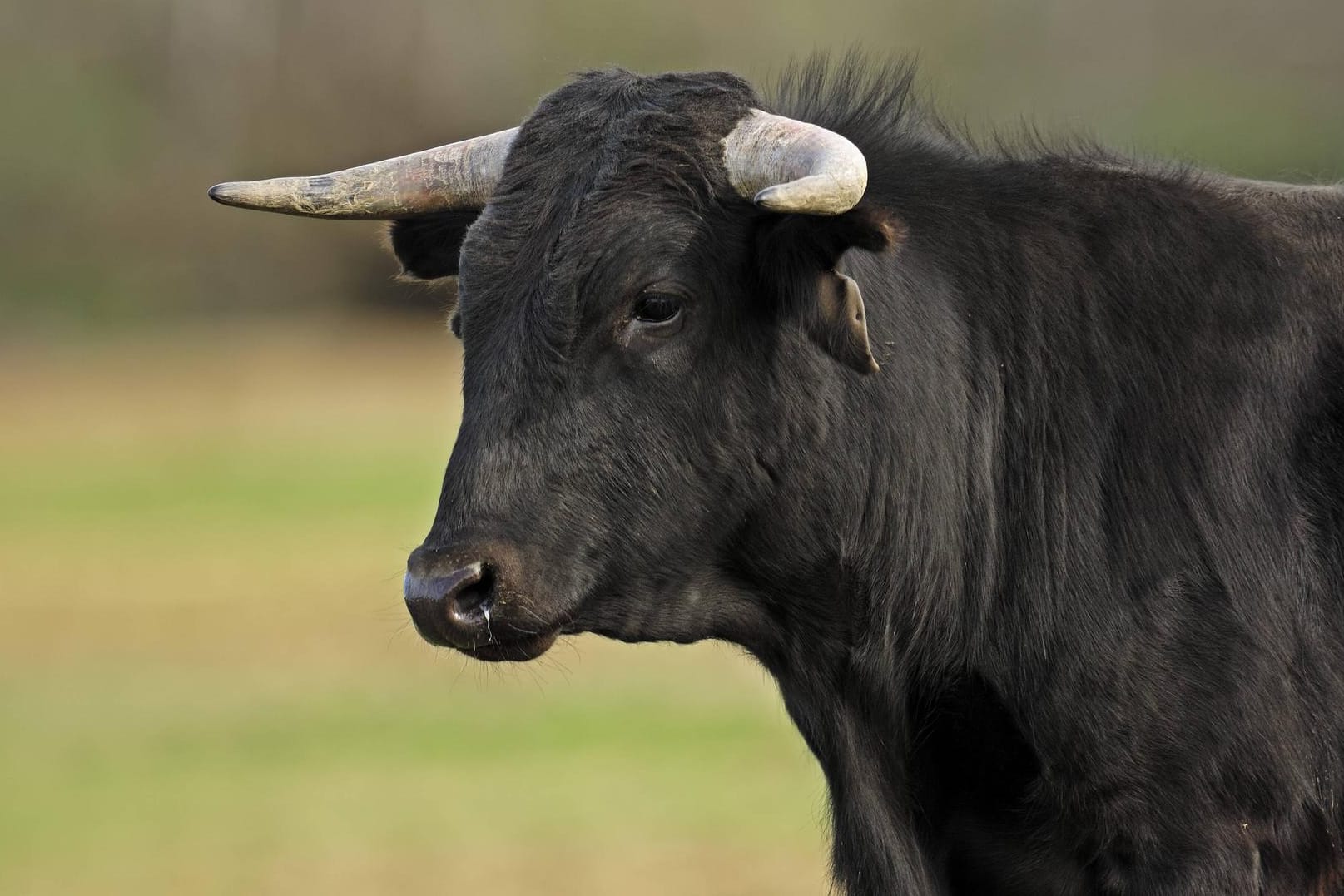 Ein Stier: Das gesuchte Tier wurde schließlich von dem Sohn des Landwirts gefunden und nach Hause gebracht. (Symbolbild)