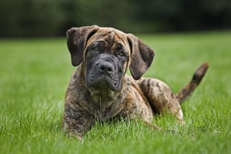 Ein South African Boerboel (Symbolbild): Nach einem Angriff musste ein Hund in einer Tierklinik versorgt werden.