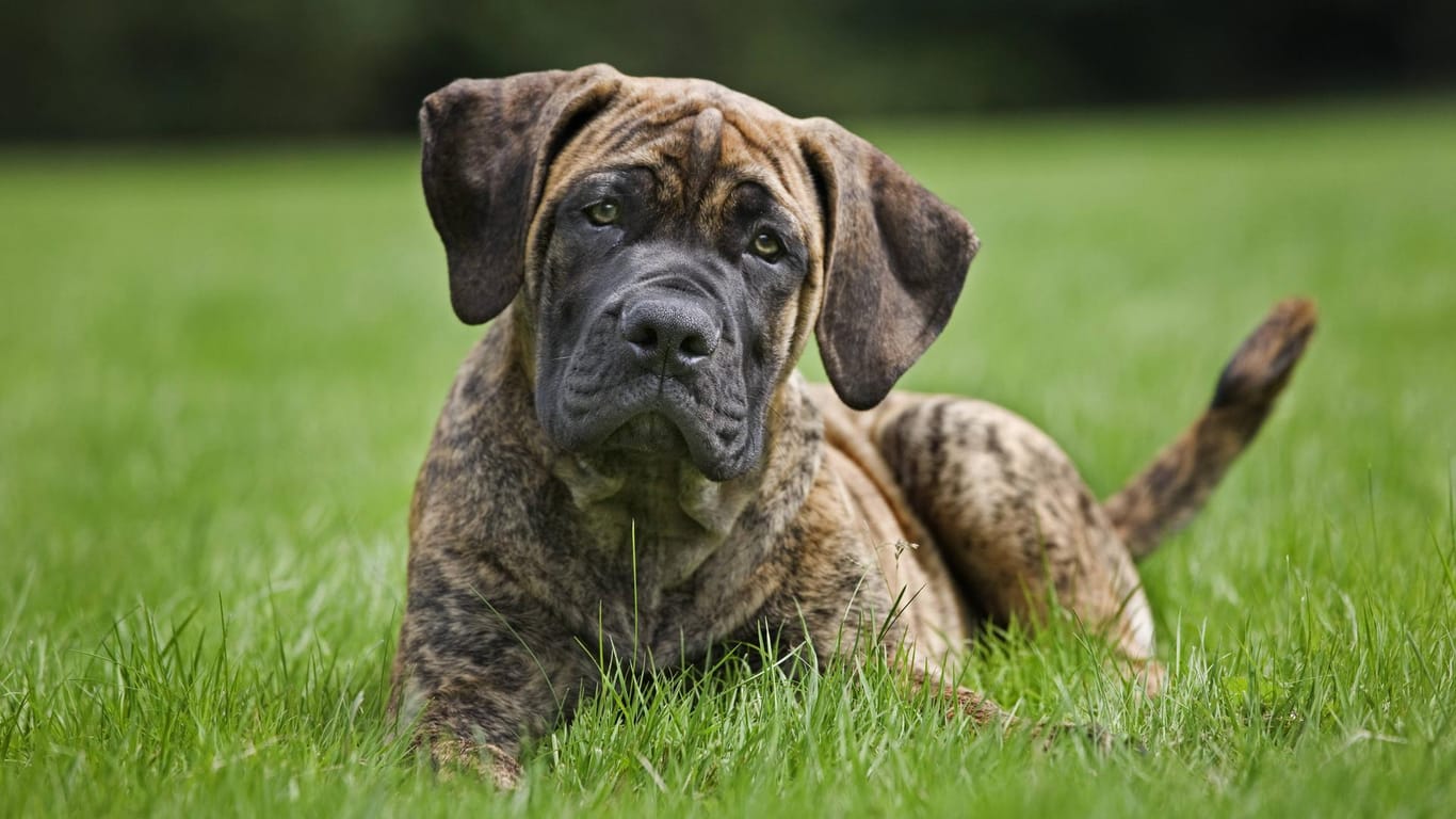 Ein South African Boerboel (Symbolbild): Nach einem Angriff musste ein Hund in einer Tierklinik versorgt werden.