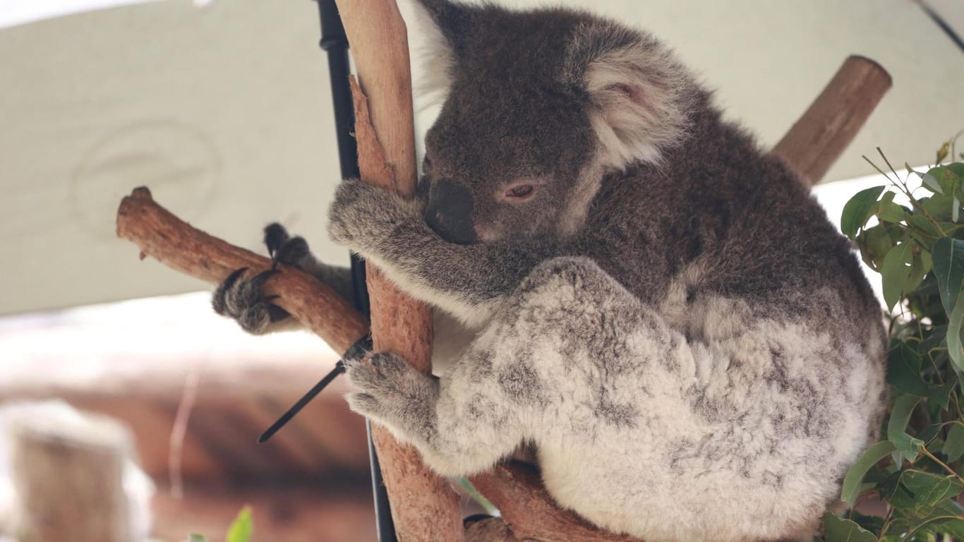 Gerettet aus den Buschfeuern: Ein Koala im Koala-Krankenhaus in Port Macquarie im australischen Bundesstaat New South Wales.