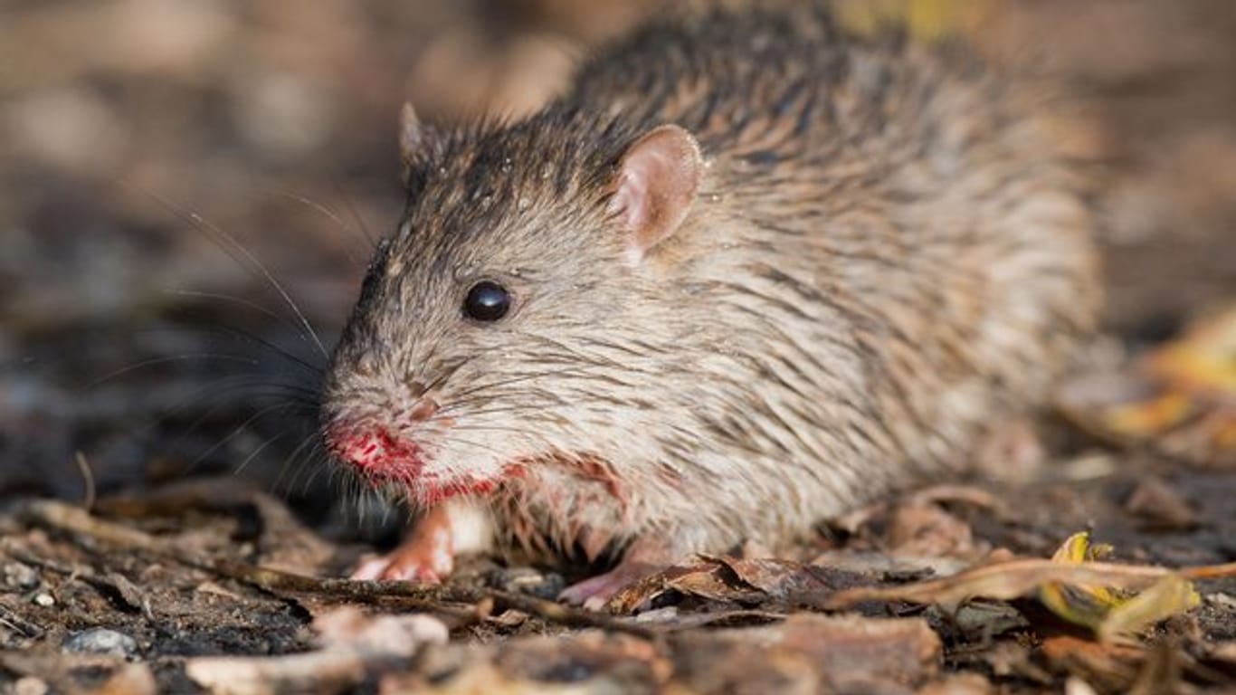 Eine Ratte hockt auf einem Feldweg.