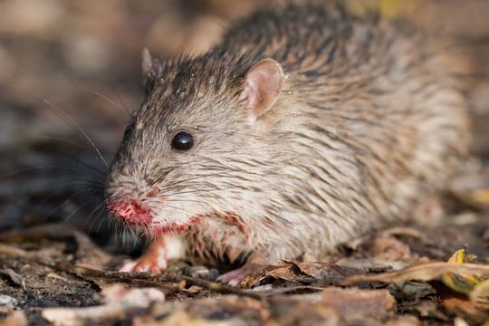 Eine Ratte hockt auf einem Feldweg.