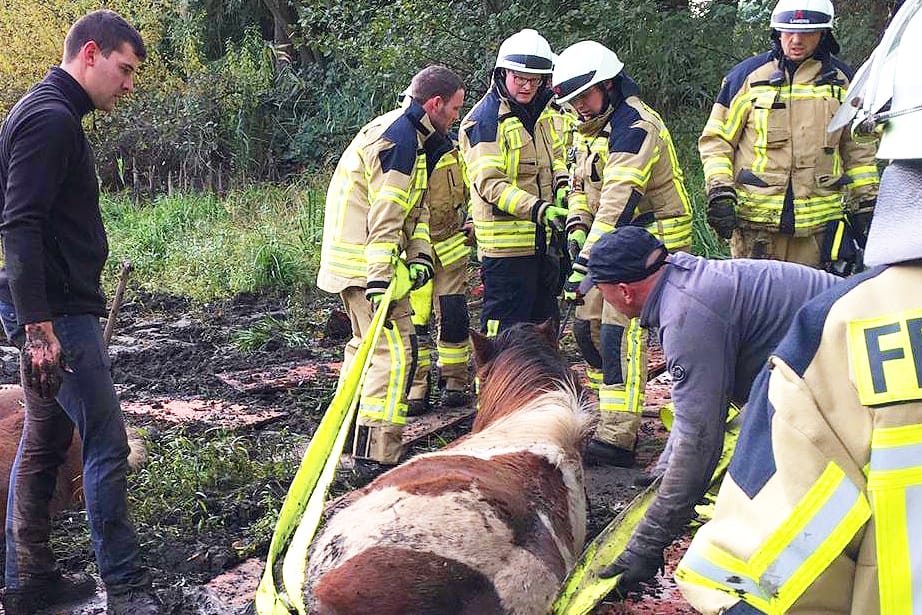 Nordrhein-Westfalen, Rheurdt: Feuerwehrmänner ziehen ein Pferd aus einem Schlammloch.