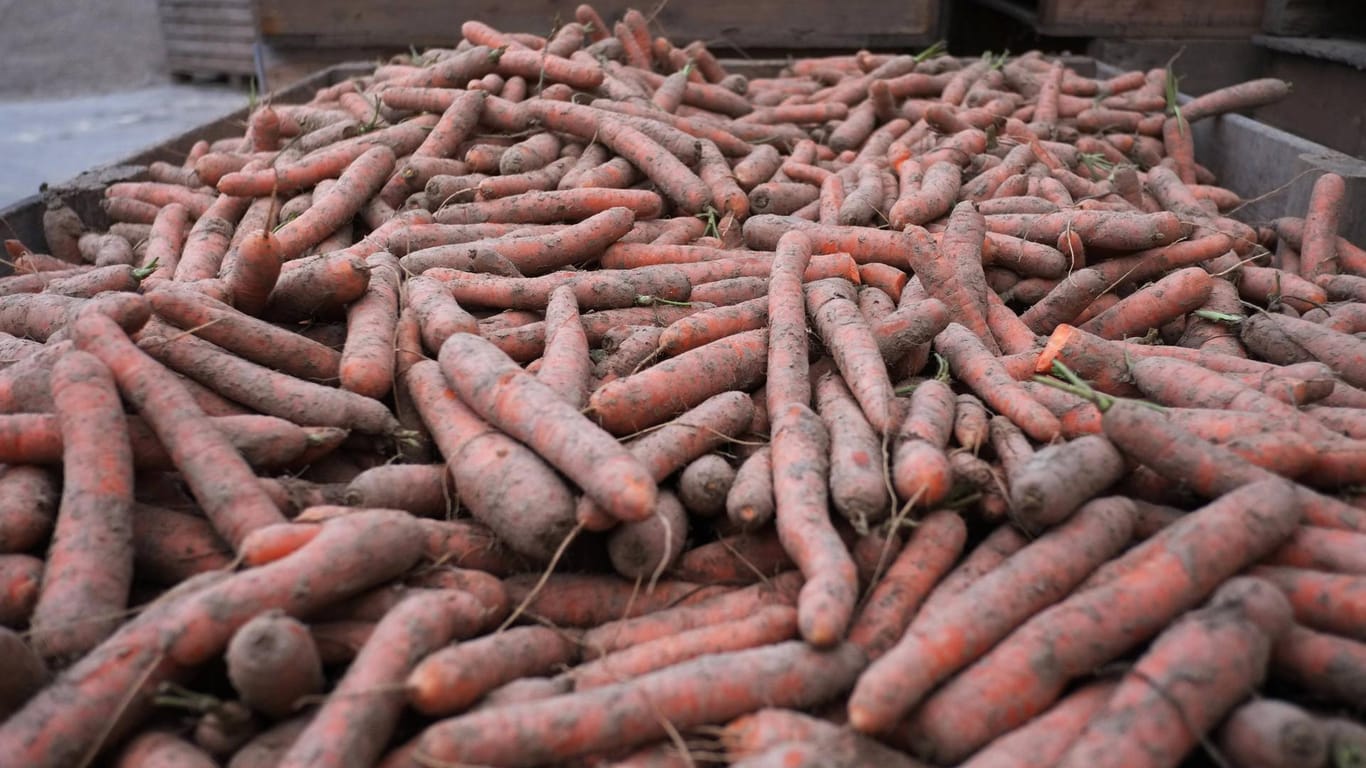 Karotten nach der Ernte: Das Wurzelgemüse verteilte sich auf etwa 500 Metern auf der Straße (Symbolbild).