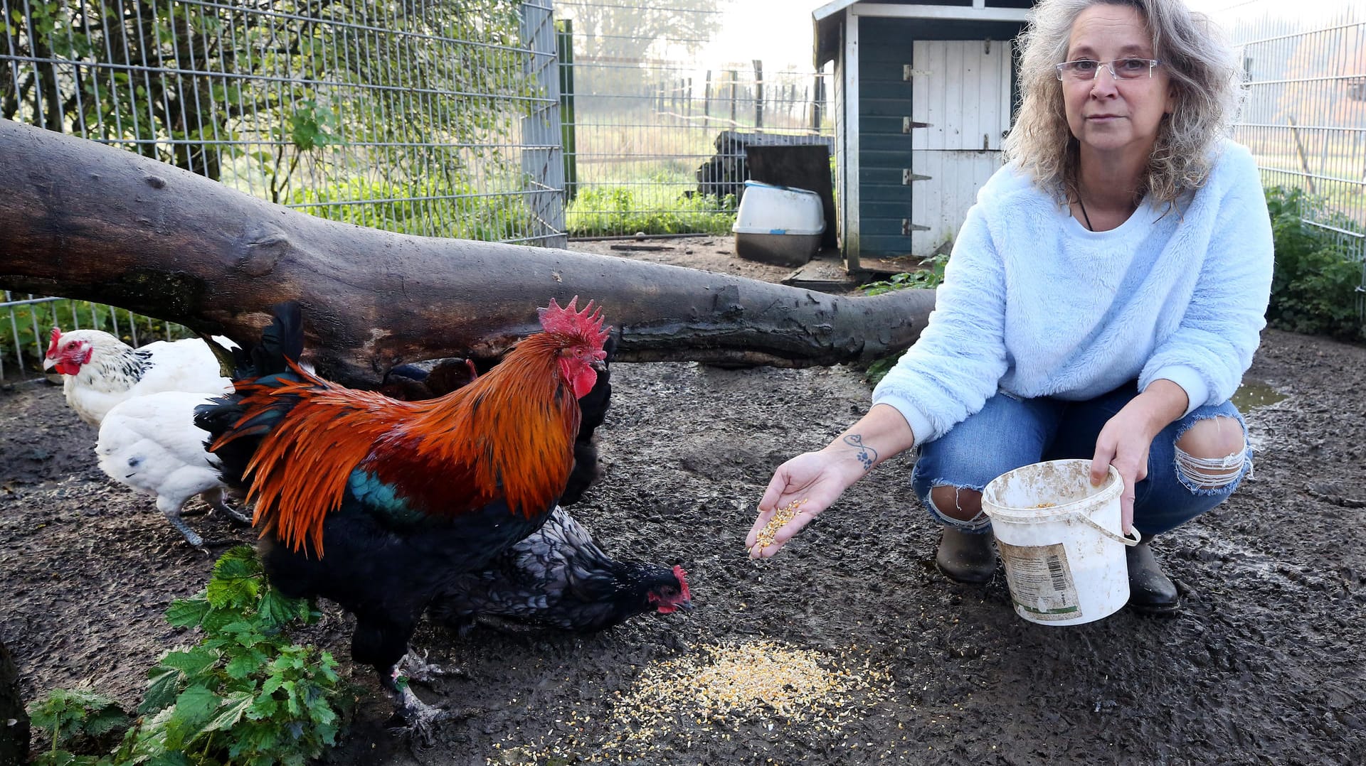 Streit um "Sieglinde": Ute Milosevic streichelt auf ihrem Hof ein Seidenhuhn.