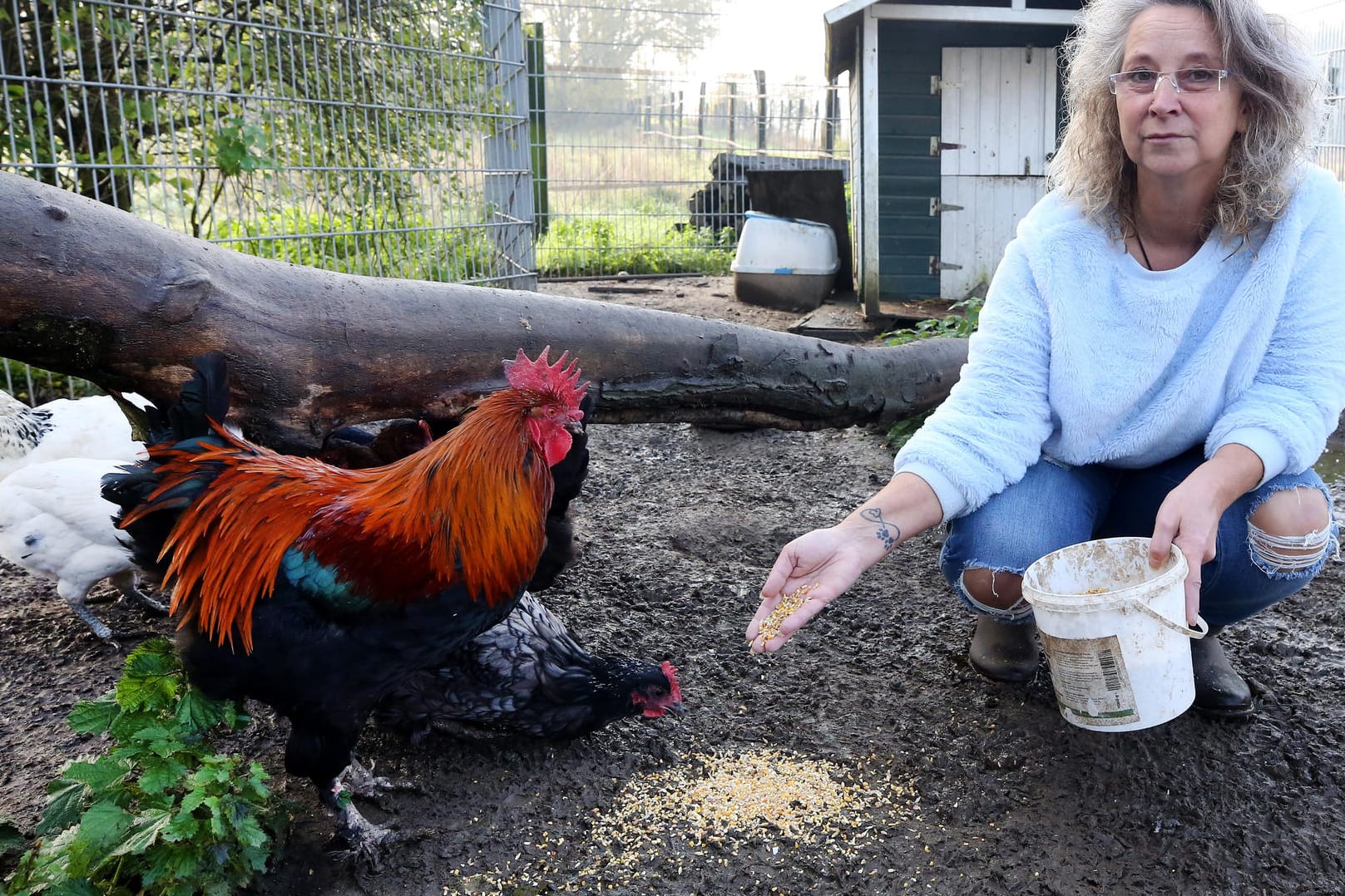 Streit um "Sieglinde": Ute Milosevic streichelt auf ihrem Hof ein Seidenhuhn.