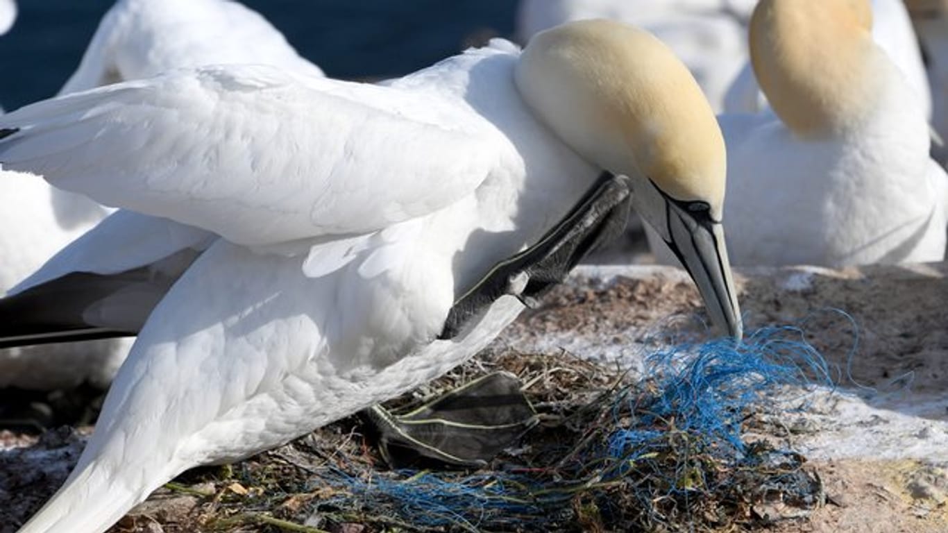 Ein Basstölpel sitzt auf einem Nest mit Plastikresten: Viele Tiere sterben auf Helgoland.