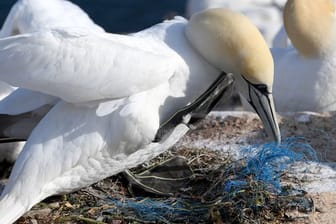 Ein Basstölpel sitzt auf einem Nest mit Plastikresten: Viele Tiere sterben auf Helgoland.