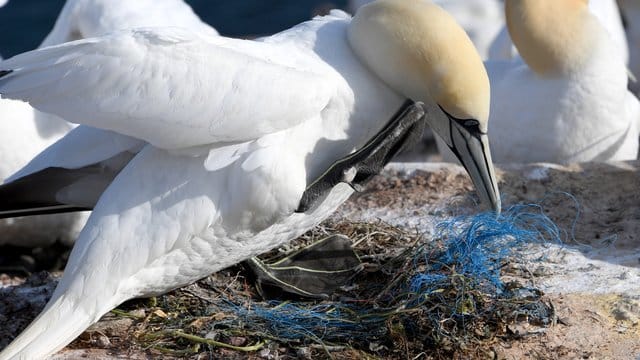 Ein Basstölpel sitzt auf einem Nest mit Plastikresten.