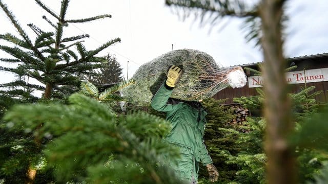 Ein Weihnachtsbaumzüchter läuft mit einer Nordmann-Tanne auf der Schulter über seinen Hof. Ein Weihnachtsbaumzüchter läuft mit einer Nordmann-Tanne auf der Schulter über seinen Hof.