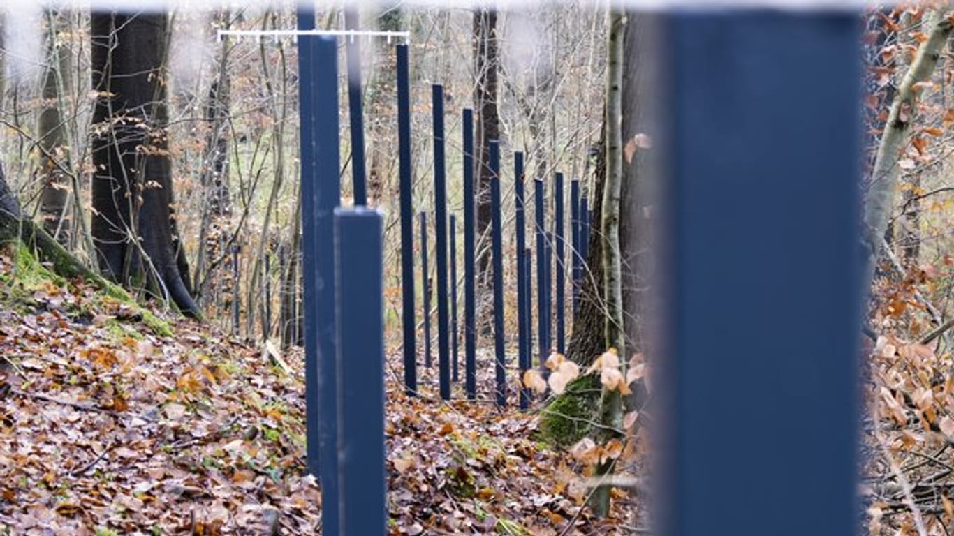 Zaunpfähle stehen im Waldboden: Der umstrittene Wildschweinzaun an der deutsch-dänischen Grenze.