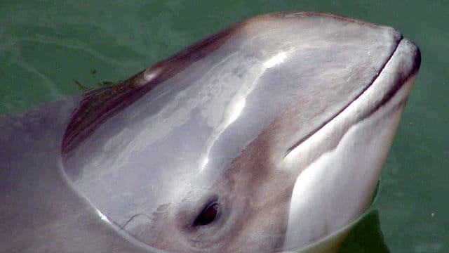 Ein Schweinswal: Die Tiere leben in der deutschen Nord- und Ostsee. (Archivbild)