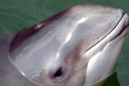 Ein Schweinswal: Die Tiere leben in der deutschen Nord- und Ostsee. (Archivbild)