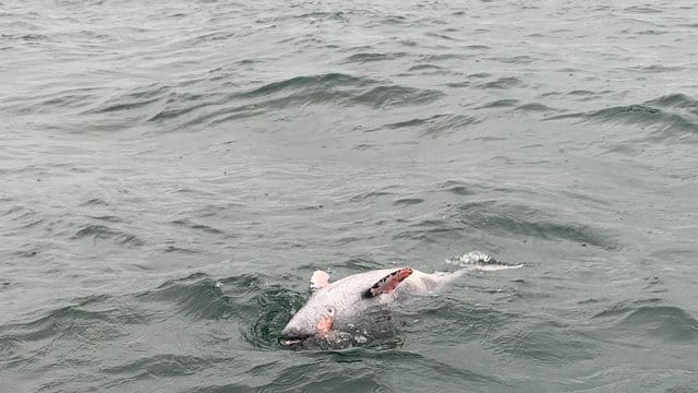 Ein toter Schweinswal treibt vor Neustadt in Holstein in der Ostsee.