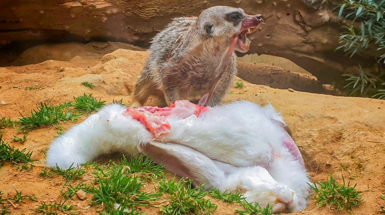 Im Zoo Dortmund: Ein Erdmännchen frisst ein Kaninchen.