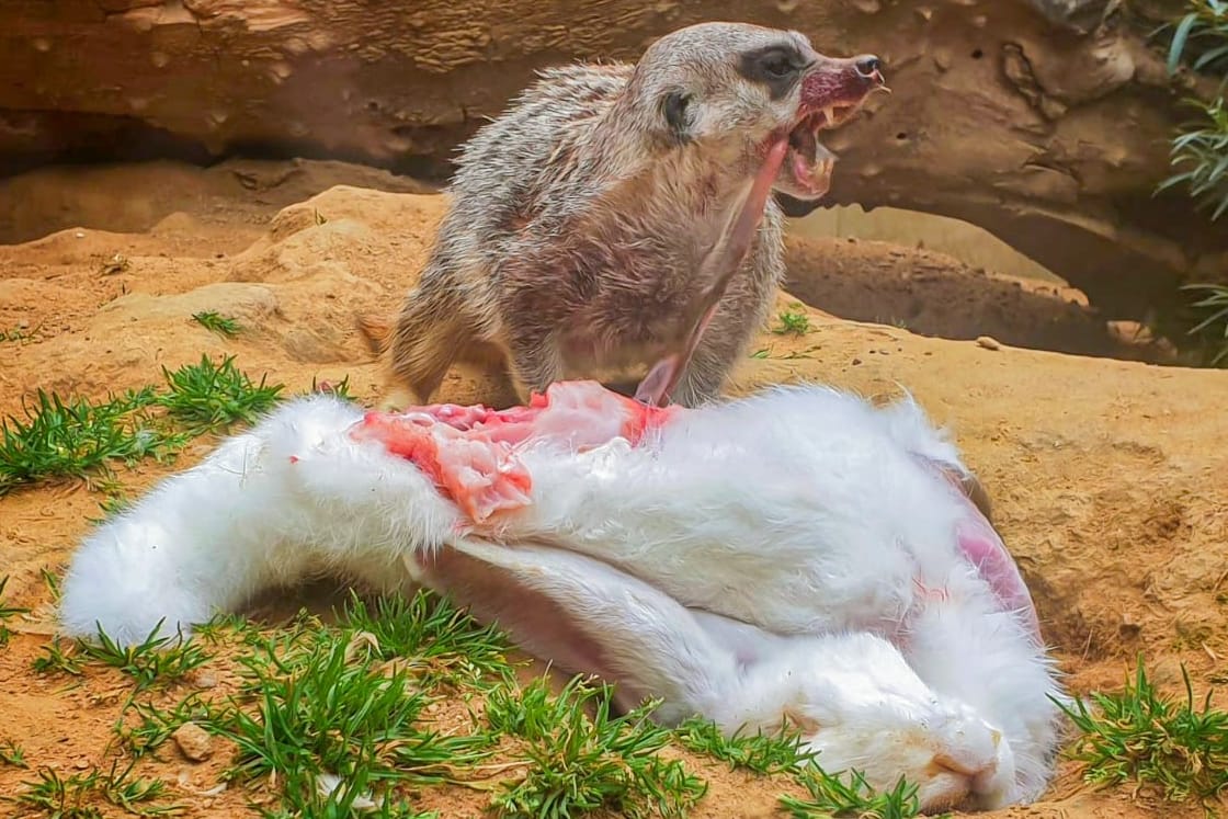 Im Zoo Dortmund: Ein Erdmännchen frisst ein Kaninchen.