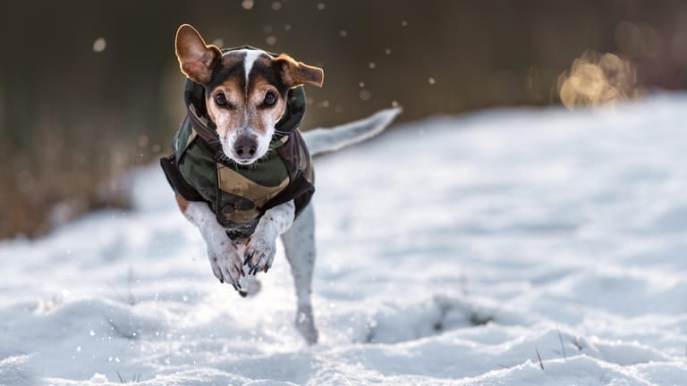 Ein Hund trägt einen Mantel: Kleine Hunde fangen besonders schnell an zu frieren.