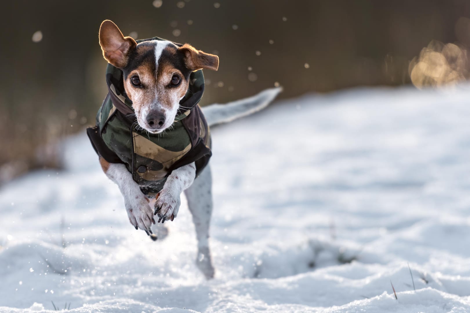 Ein Hund trägt einen Mantel: Kleine Hunde fangen besonders schnell an zu frieren.