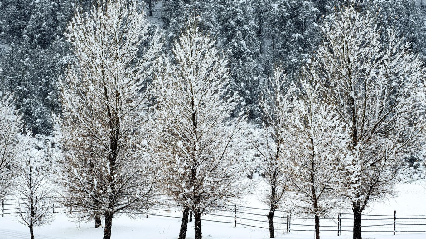 Schneebedeckte Bäume: Der Winter ist da – am 1. Advent könnte es an manchen Orten in Deutschland schneien.