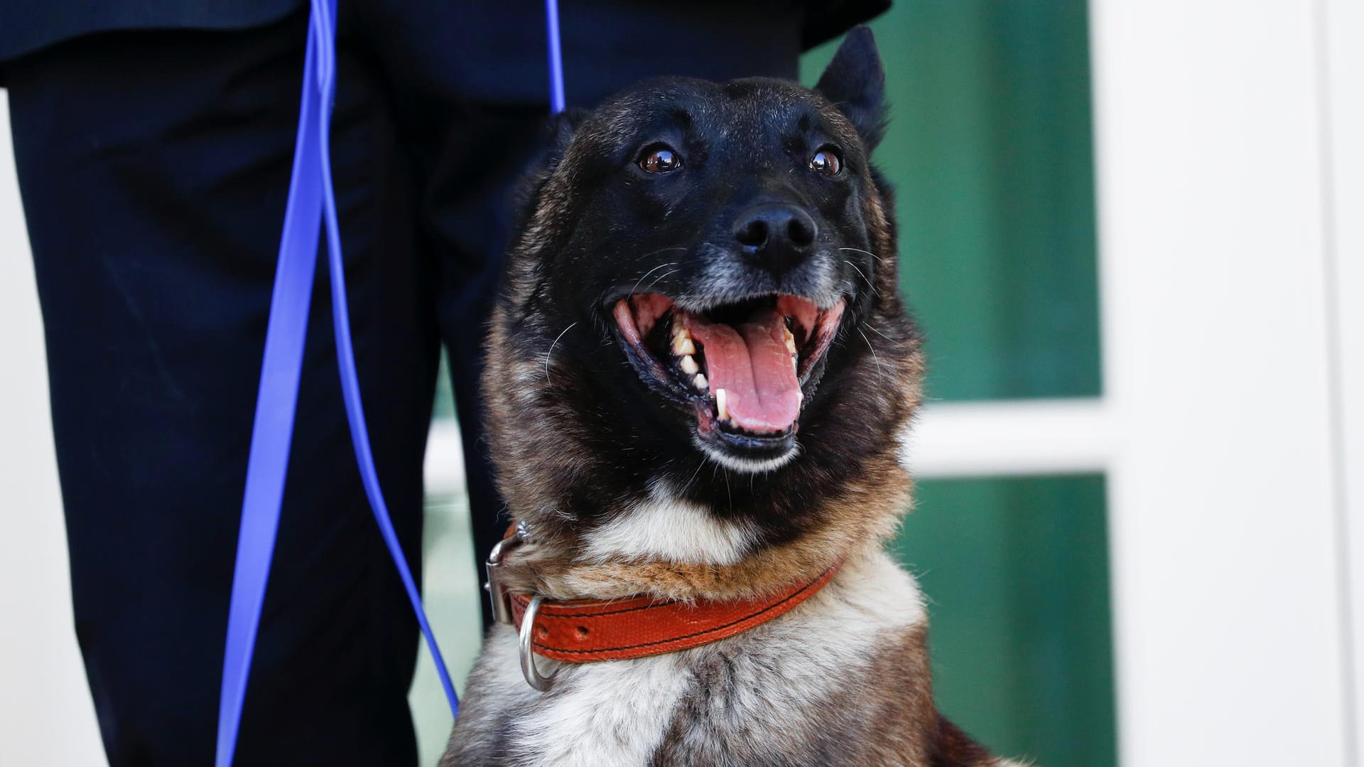 Armeehund Conan: Bei der Jagd nach al-Bagdadi leicht verletzt und jetzt im Weißen Haus geehrt.