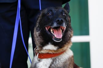 Armeehund Conan: Bei der Jagd nach al-Bagdadi leicht verletzt und jetzt im Weißen Haus geehrt.