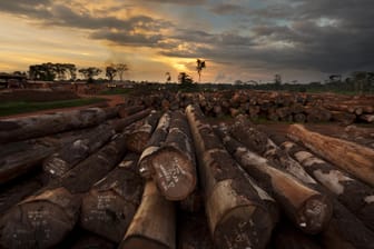 Strikt regulierte Rodung in Kamerun: Deutschlands Lieferketten von Agrarrohstoffen sind noch nicht nachhaltig. Bleibt das so?