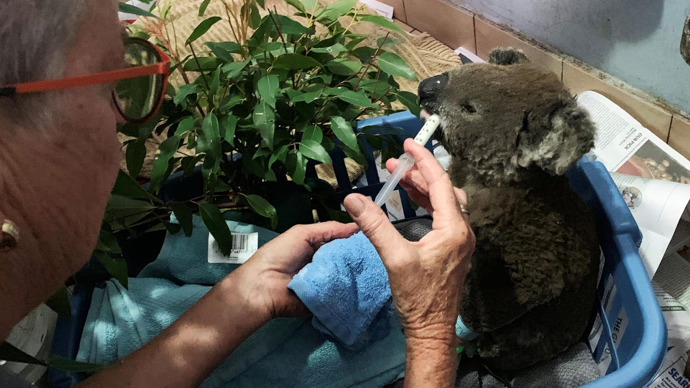 Koala-Krankenhaus in Australien: Die Pfleger versorgen im Port Macquarie Koala Hospital mehrere Tiere, die bei Buschbränden verletzt wurden.