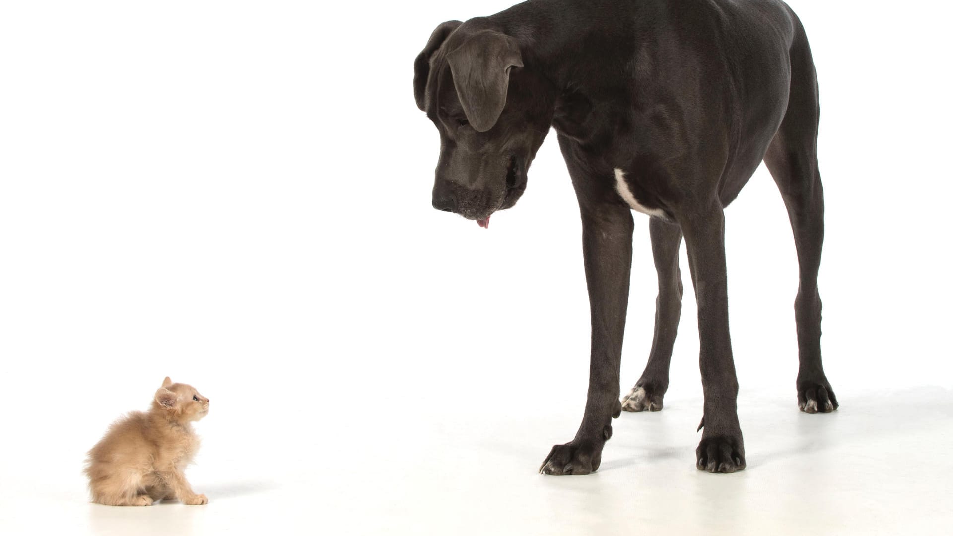 Eine Dänische Dogge und ein Katzenbaby: Ohne die Hündin hätten die fünf Katzenbabys in Kanada aufgrund der kalten Temperaturen wohl nicht überlebt (Symbolbild).