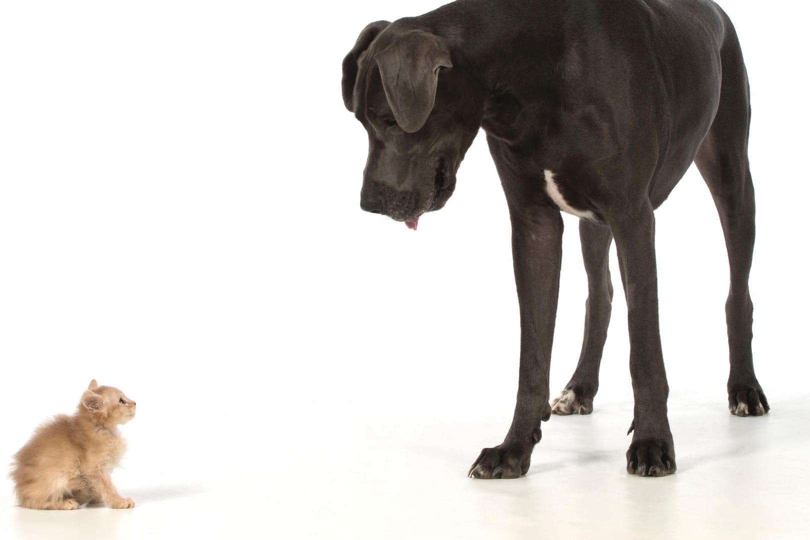 Eine Dänische Dogge und ein Katzenbaby: Ohne die Hündin hätten die fünf Katzenbabys in Kanada aufgrund der kalten Temperaturen wohl nicht überlebt (Symbolbild).