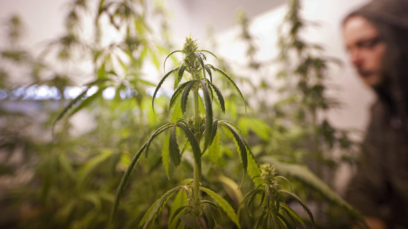 Illeagler Cannabisanbau: Der Cannabishandel hat den Angaben mit einem Straßenverkaufswert von über 11 Milliarden Eurozufolge den größten Anteil (Symbolbild).