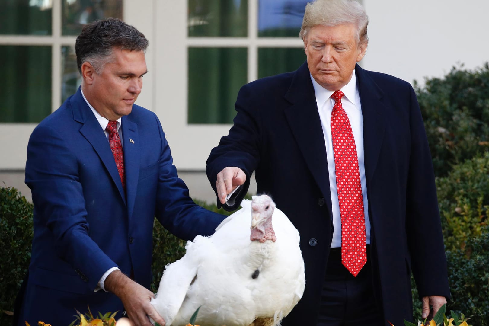 Trump begnadigt Truthahn "Butter": Thanksgiving ist die US-Variante des Erntedankfestes.