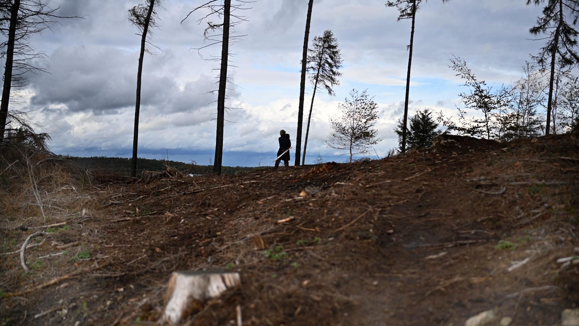 Klimaerwärmung, Trockenheit, Windbruch und Borkenkäfer schaden dem deutschen Wald enorm. Hier im Sauerland.