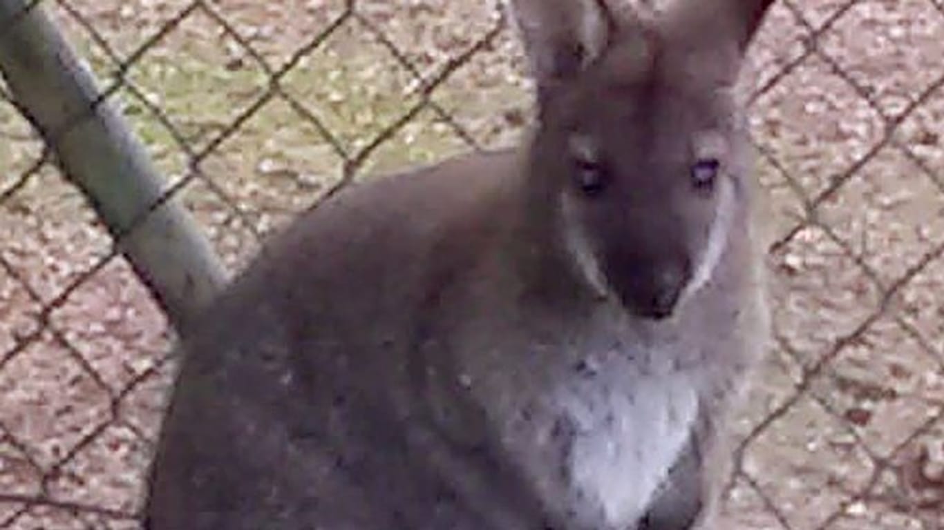 Das kleine Känguru: In Bayern sucht die Polizei nach diesem nur einen Meter großen Wallaby.
