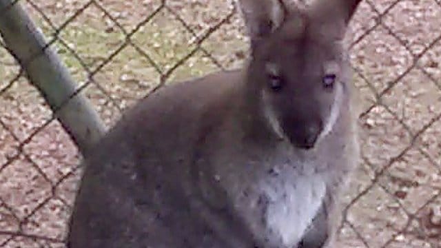 Das kleine Känguru: In Bayern sucht die Polizei nach diesem nur einen Meter großen Wallaby.