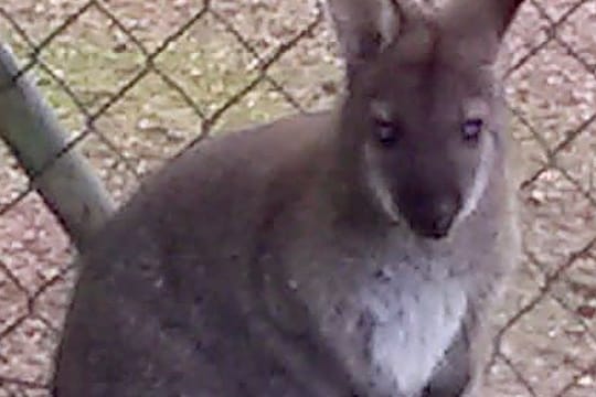 Das kleine Känguru: In Bayern sucht die Polizei nach diesem nur einen Meter großen Wallaby.