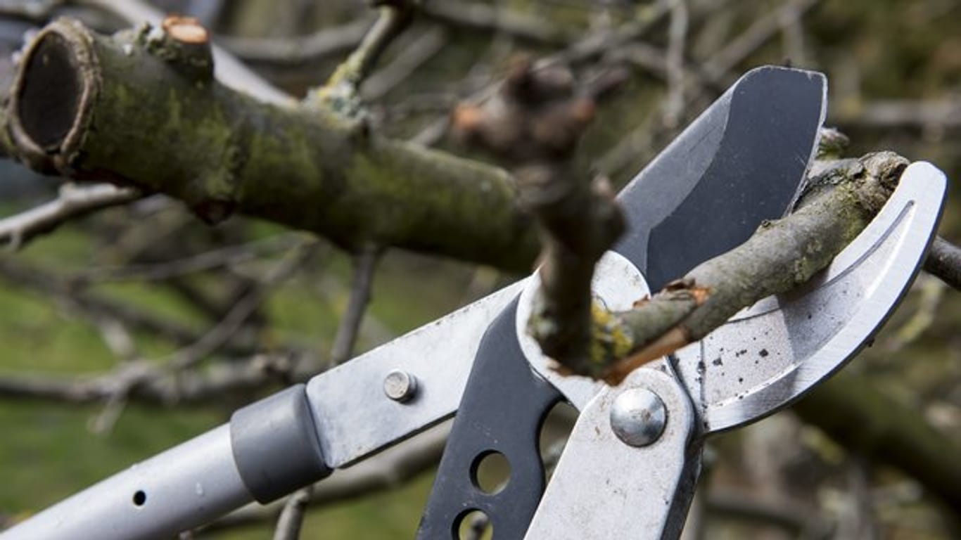 Baumschere stutzt Ast: Unter anderem greift der gesetzliche Unfallschutz beim Baumschnitt für die Nachbarschaft nicht.
