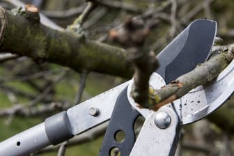 Baumschere stutzt Ast: Unter anderem greift der gesetzliche Unfallschutz beim Baumschnitt für die Nachbarschaft nicht.