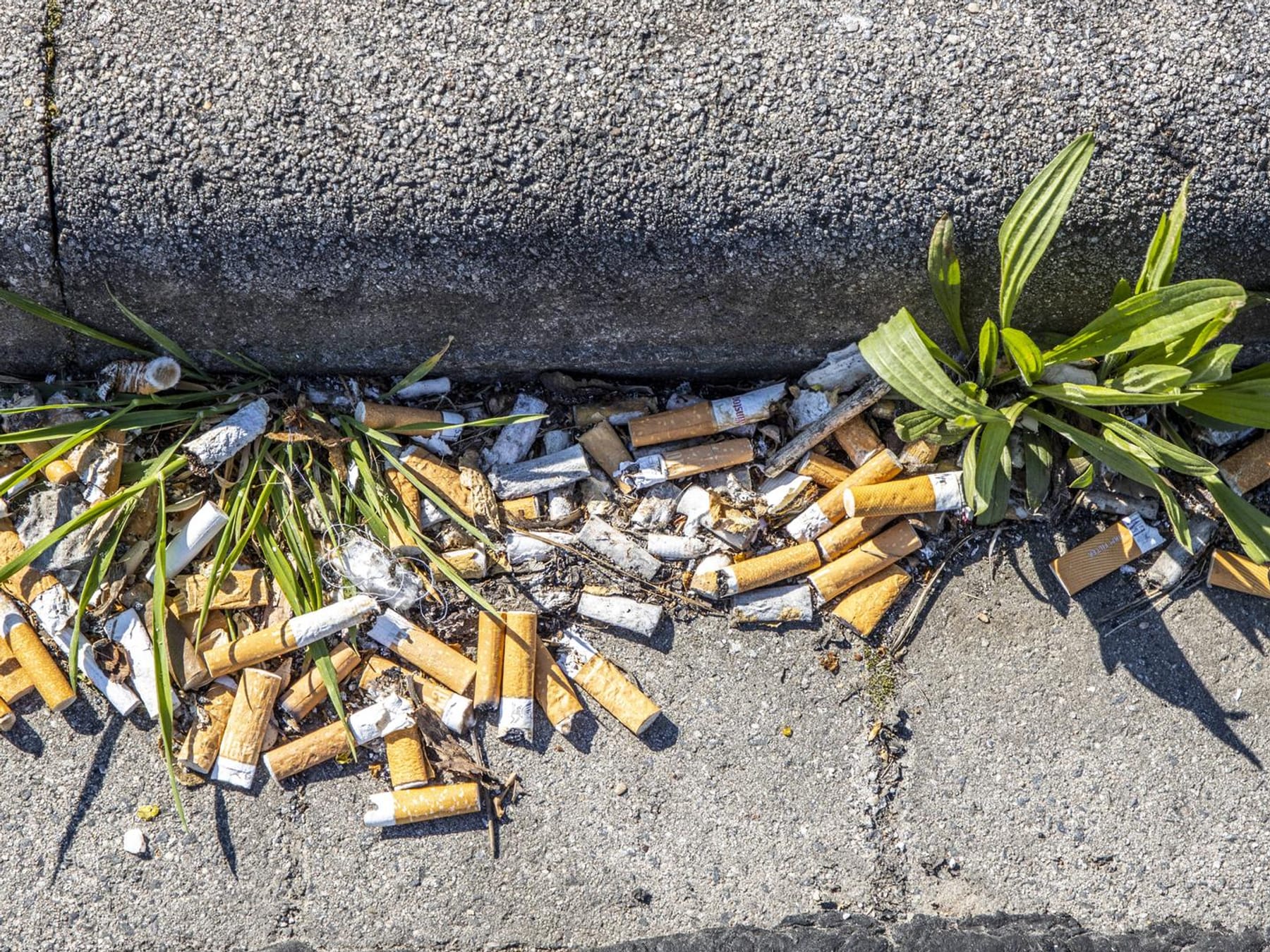 Grüne fordern: Zigarettenhersteller müssen Umweltkosten tragen