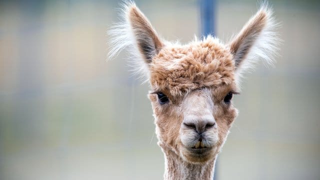 Ein Alapaka steht in einem Gehege (Symbolbild): Ein Alpaka-Baby ist aus einem Streichelzoo verschwunden.