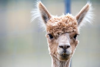 Ein Alapaka steht in einem Gehege (Symbolbild): Ein Alpaka-Baby ist aus einem Streichelzoo verschwunden.