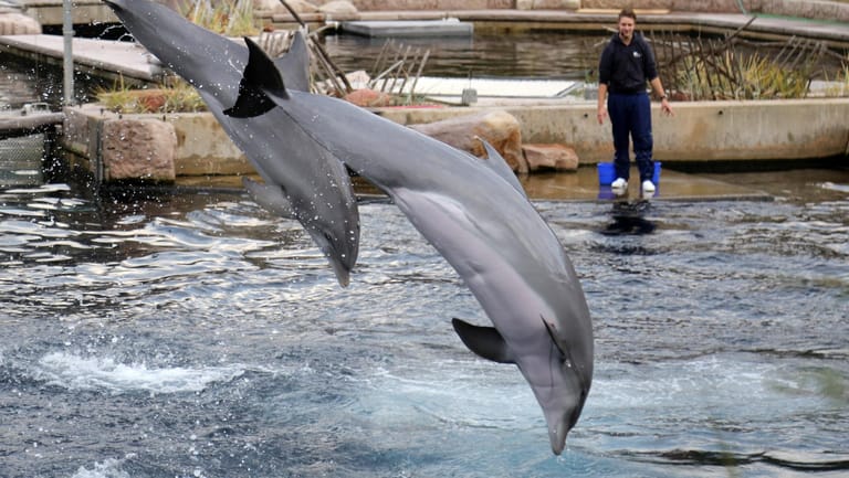 Delfine im Tiergarten Nürnberg: Der Zoo ist einer der wenigen, der eine Delphinlagune hat.