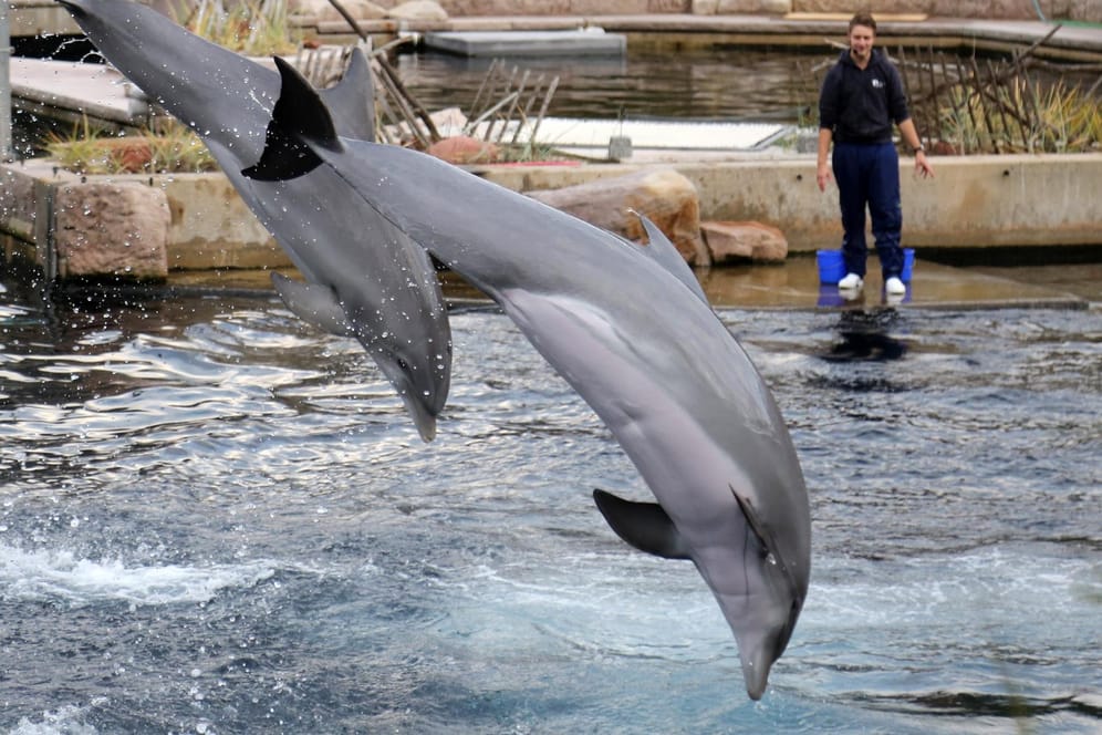 Delfine im Tiergarten Nürnberg: Der Zoo ist einer der wenigen, der eine Delphinlagune hat.