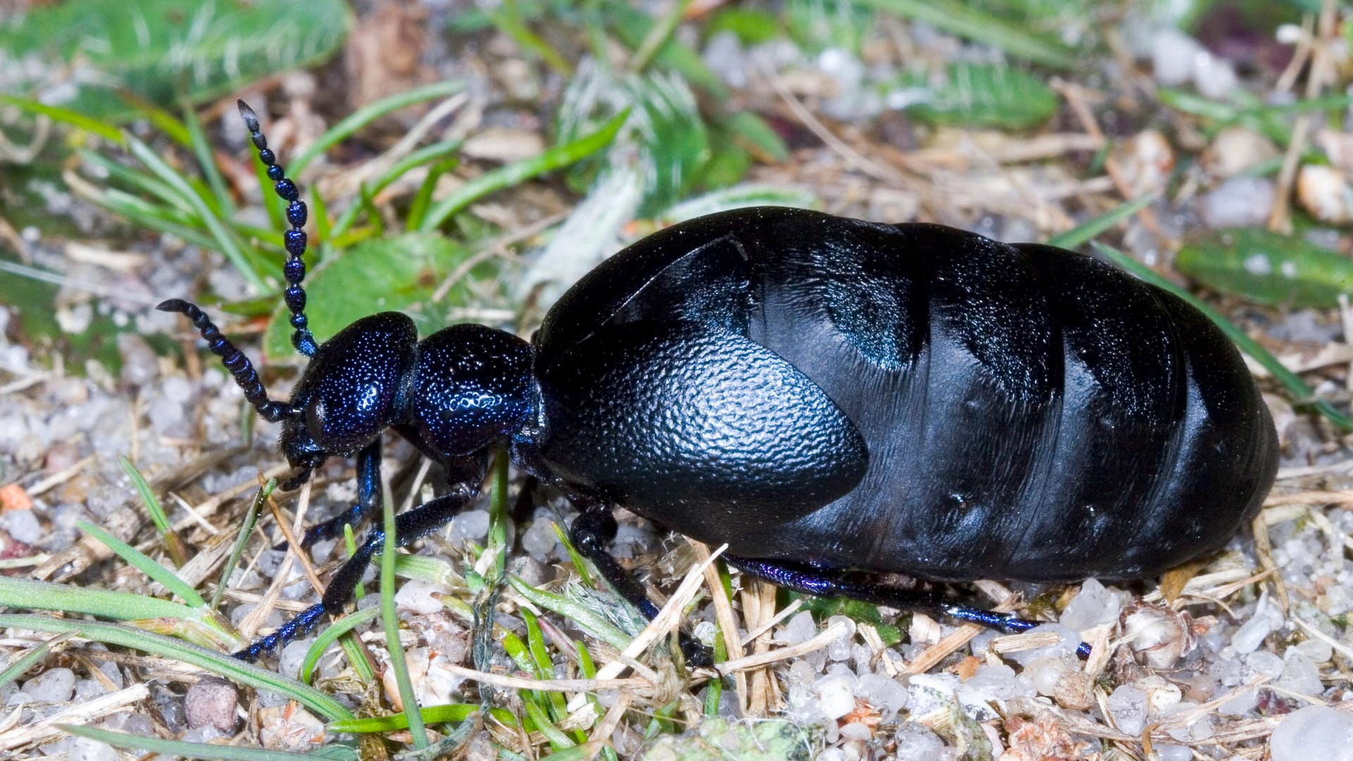 Ein Schwarzblauer Ölkäfer krabbelt über den Boden: Der Käfer trägt in seinem Körper hochwirksames Reizgift.