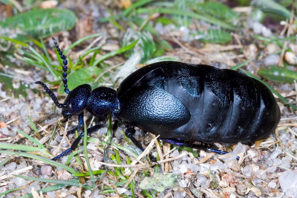 Ein Schwarzblauer Ölkäfer krabbelt über den Boden: Der Käfer trägt in seinem Körper hochwirksames Reizgift.