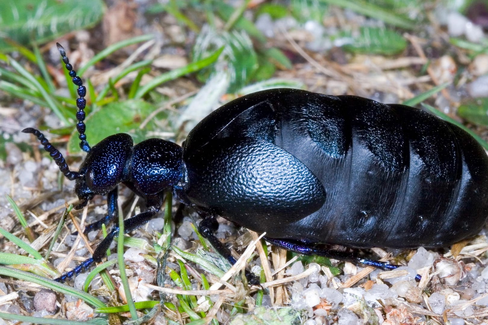 Ein Schwarzblauer Ölkäfer krabbelt über den Boden: Der Käfer trägt in seinem Körper hochwirksames Reizgift.