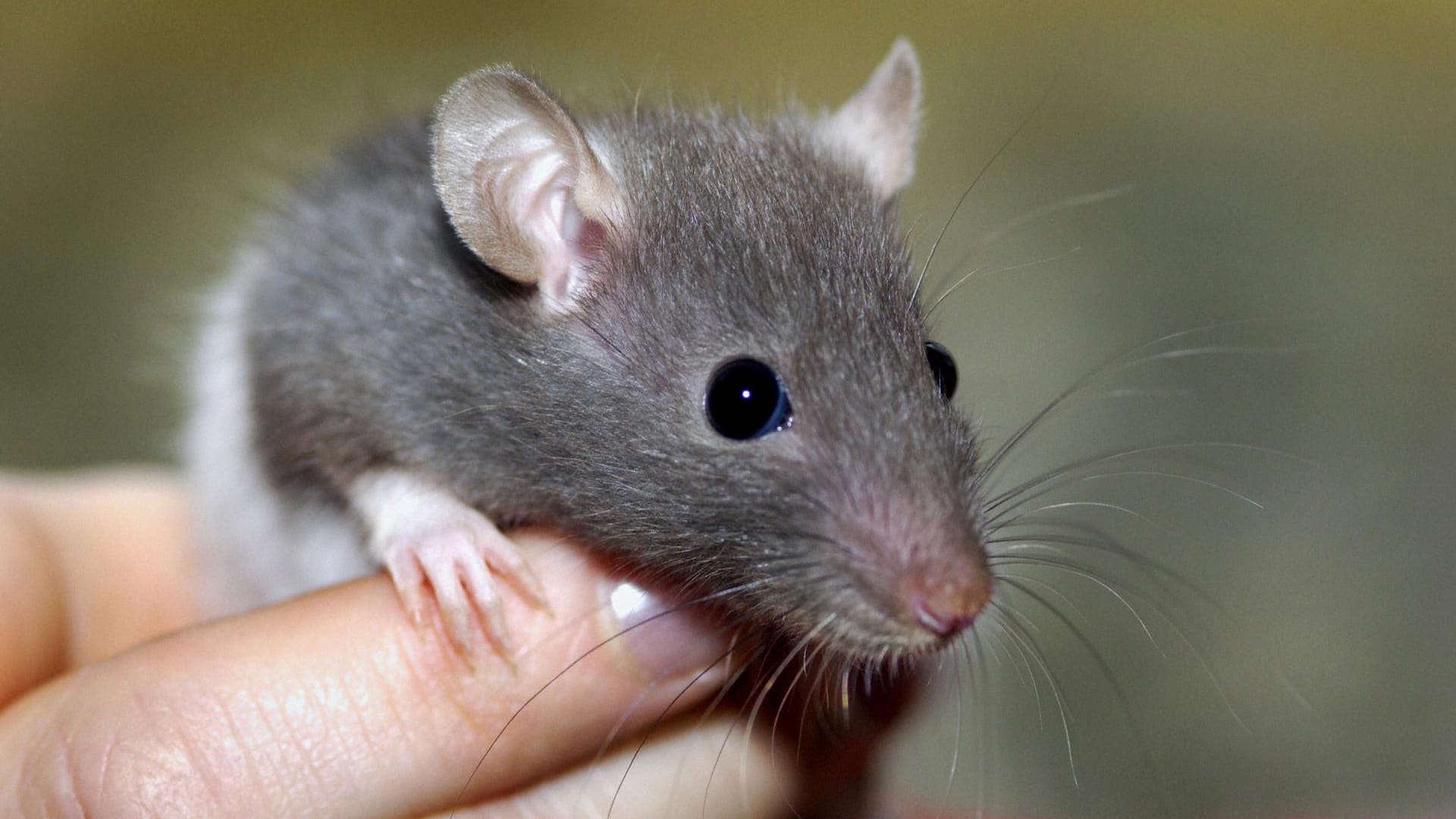 Eine Hand hält eine Ratte: In Essen hat ein "kolossales" Exemplar einen Apotheker erschreckt, der dann die Feuerwehr rief.